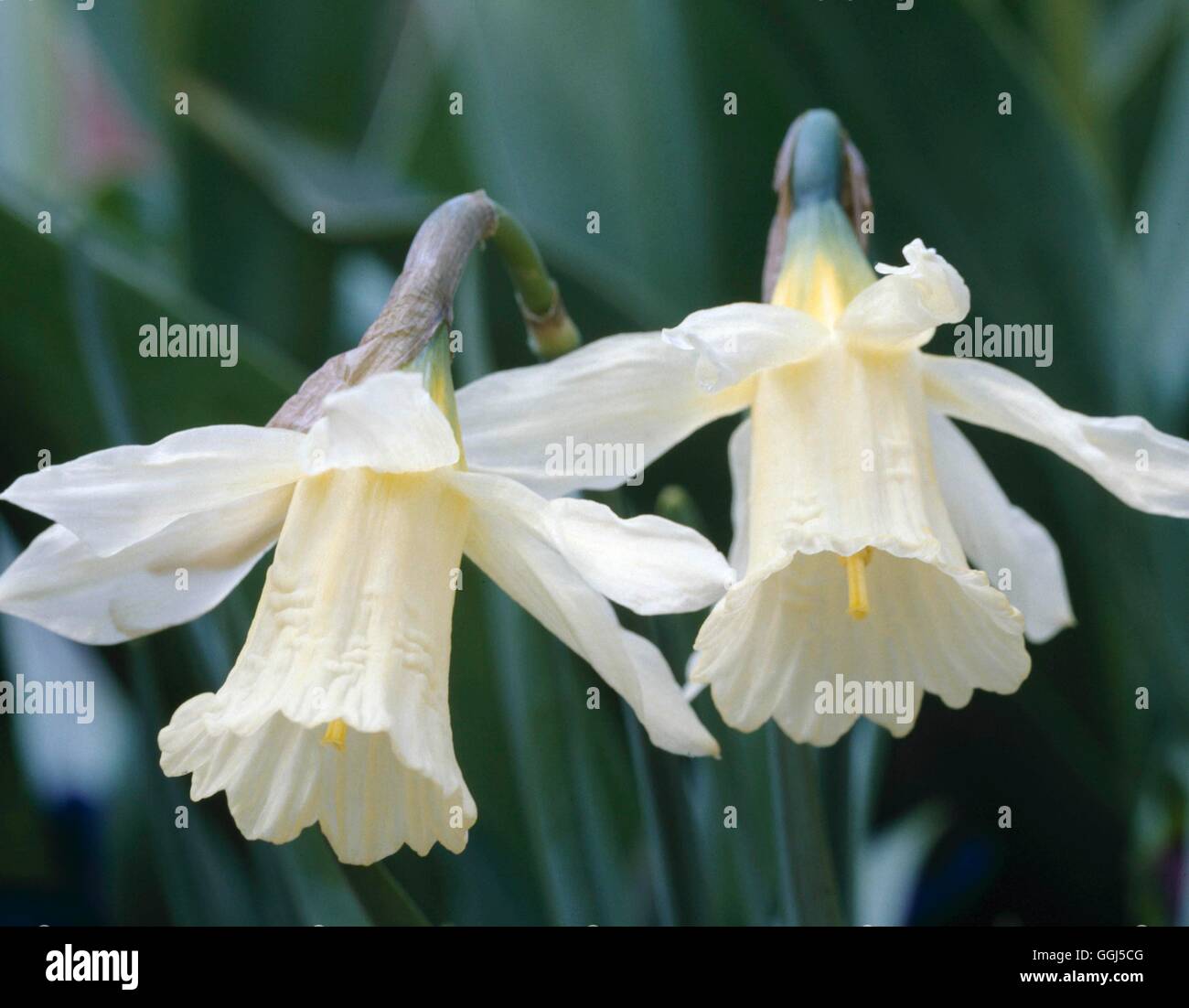 Narcissus - `W P Milner'   BUL066275 Stock Photo